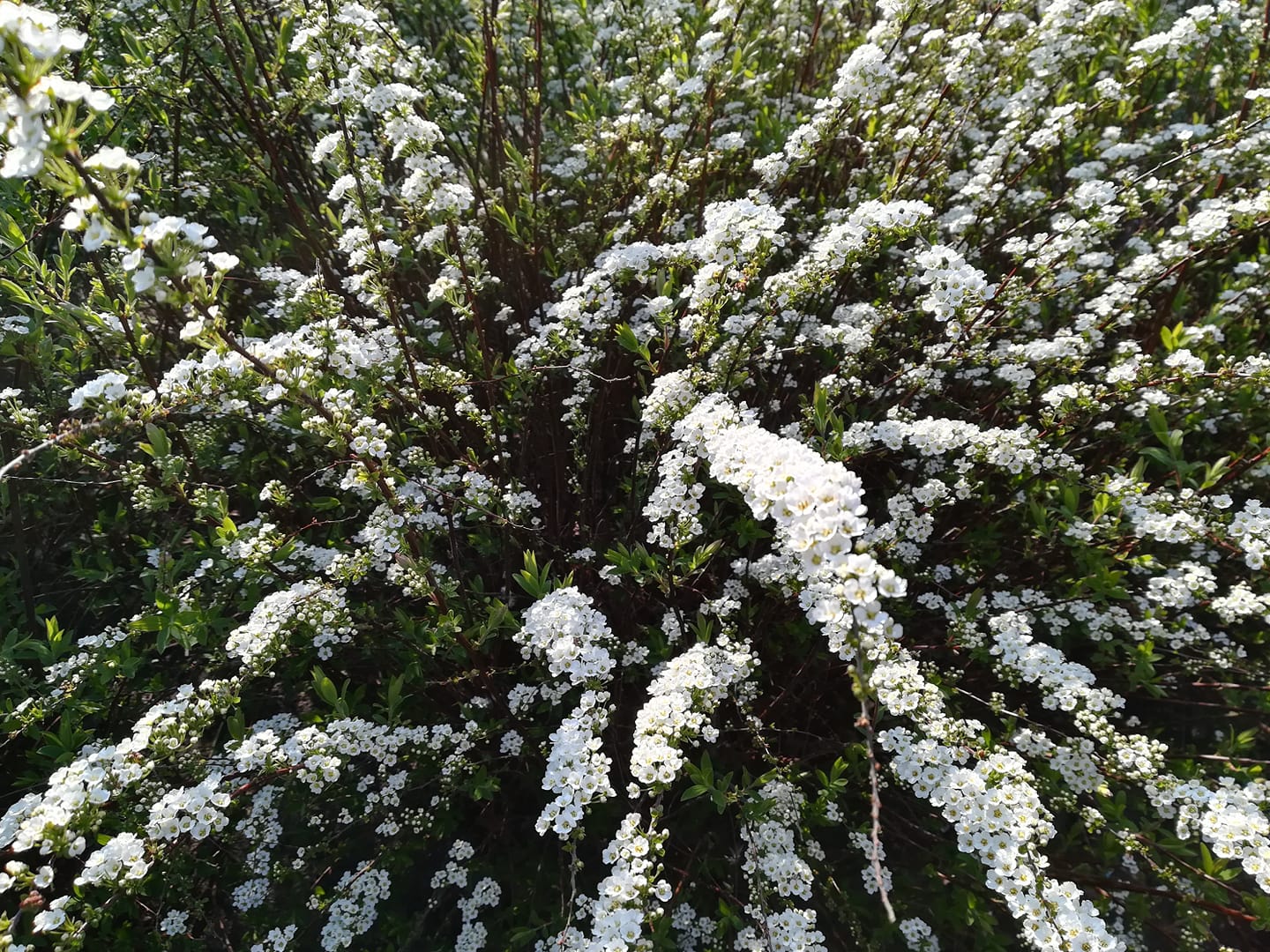 Een eruptie van de natuur