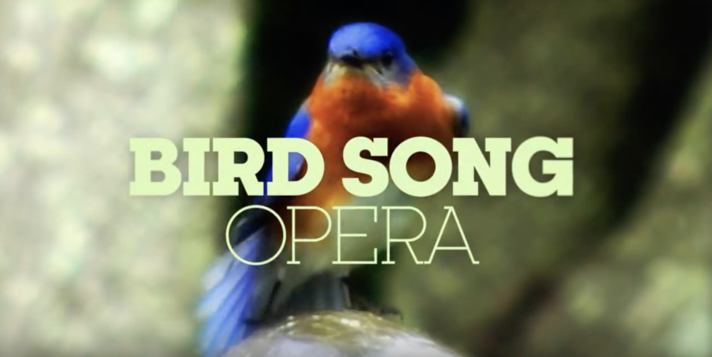 Bird song opera