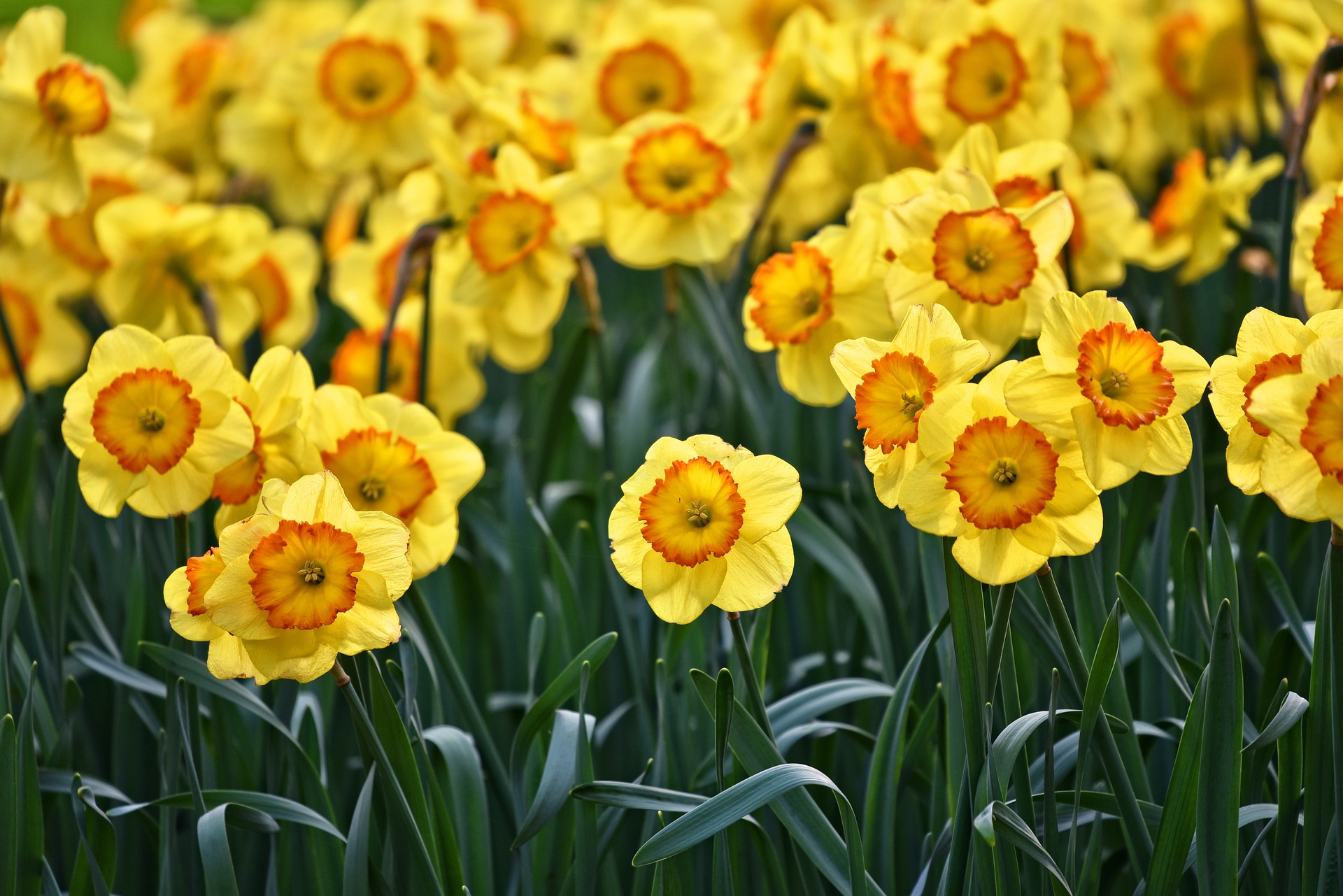 The Little Daffodil’s Lesson