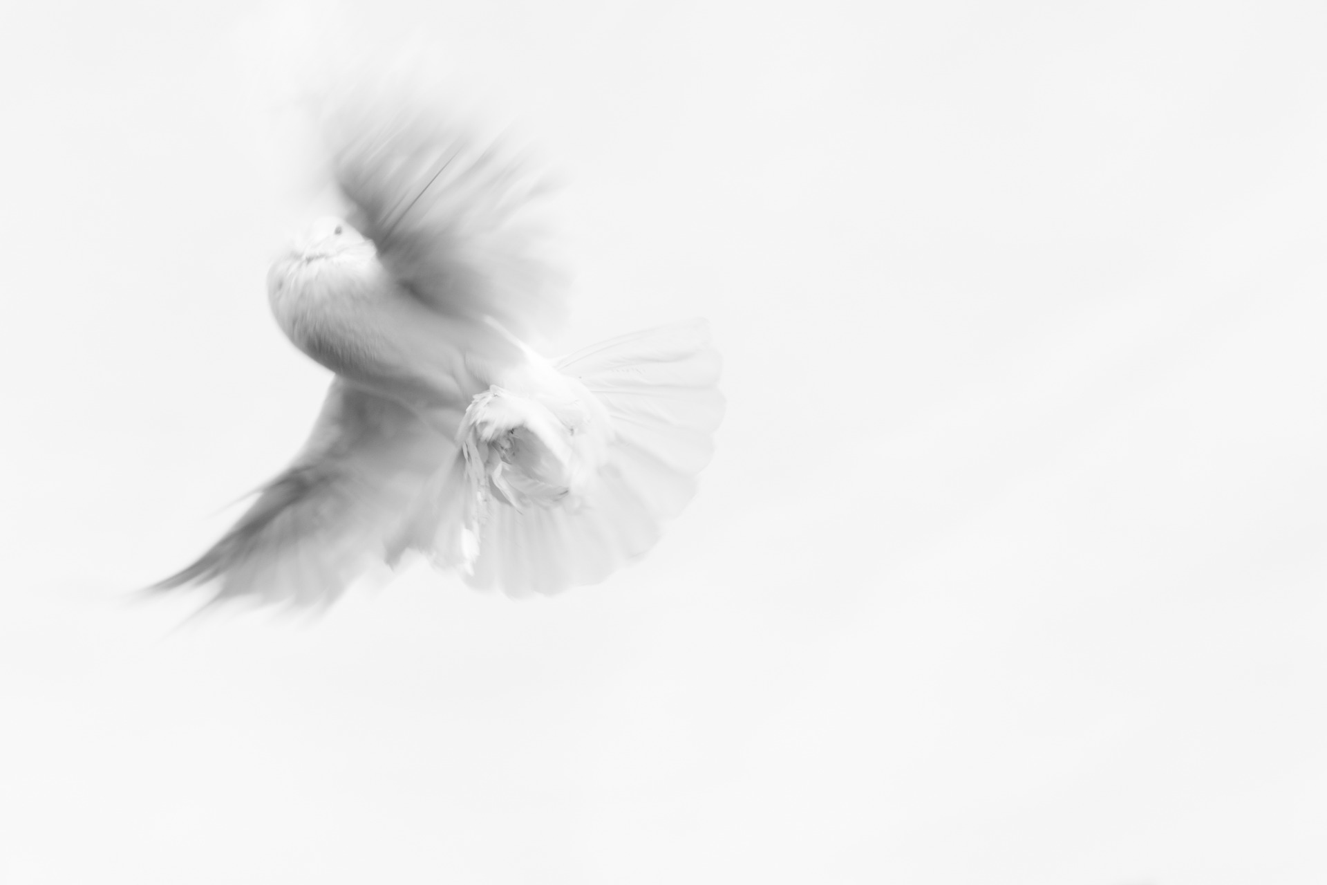 De witte duif in de morgen: Eye adaba